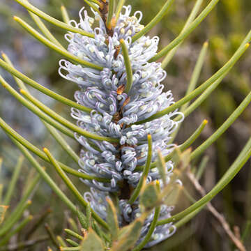 Image of Hakea lehmanniana Meissn.