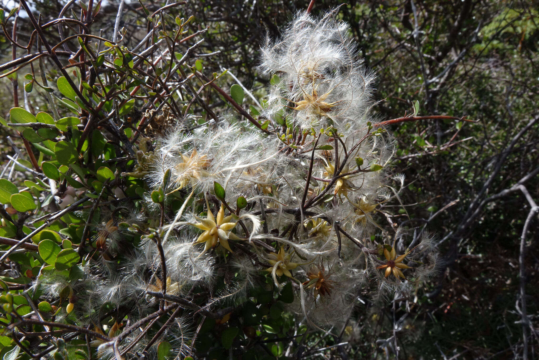 Image of Clematis marata Armst.