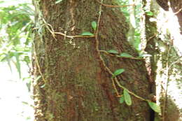 Sivun Leucopogon malayanus subsp. malayanus kuva