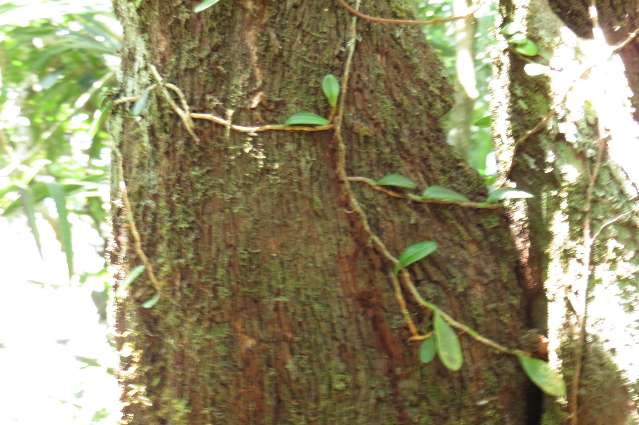 Plancia ëd Leucopogon malayanus subsp. malayanus