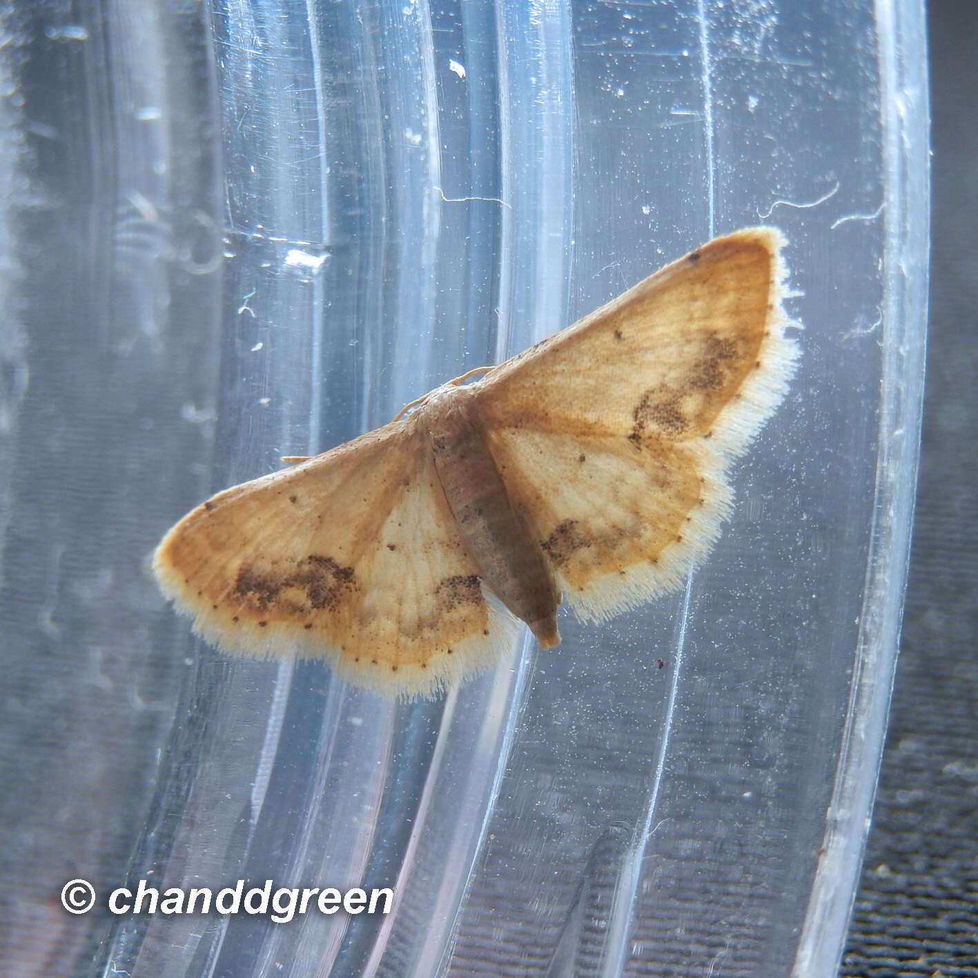 Image de Idaea chotaria Swinhoe 1886