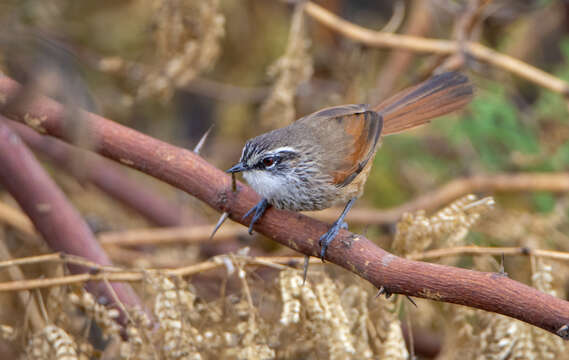 Image of Necklaced Spinetail