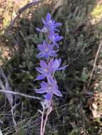 Image of Kath's sun orchid