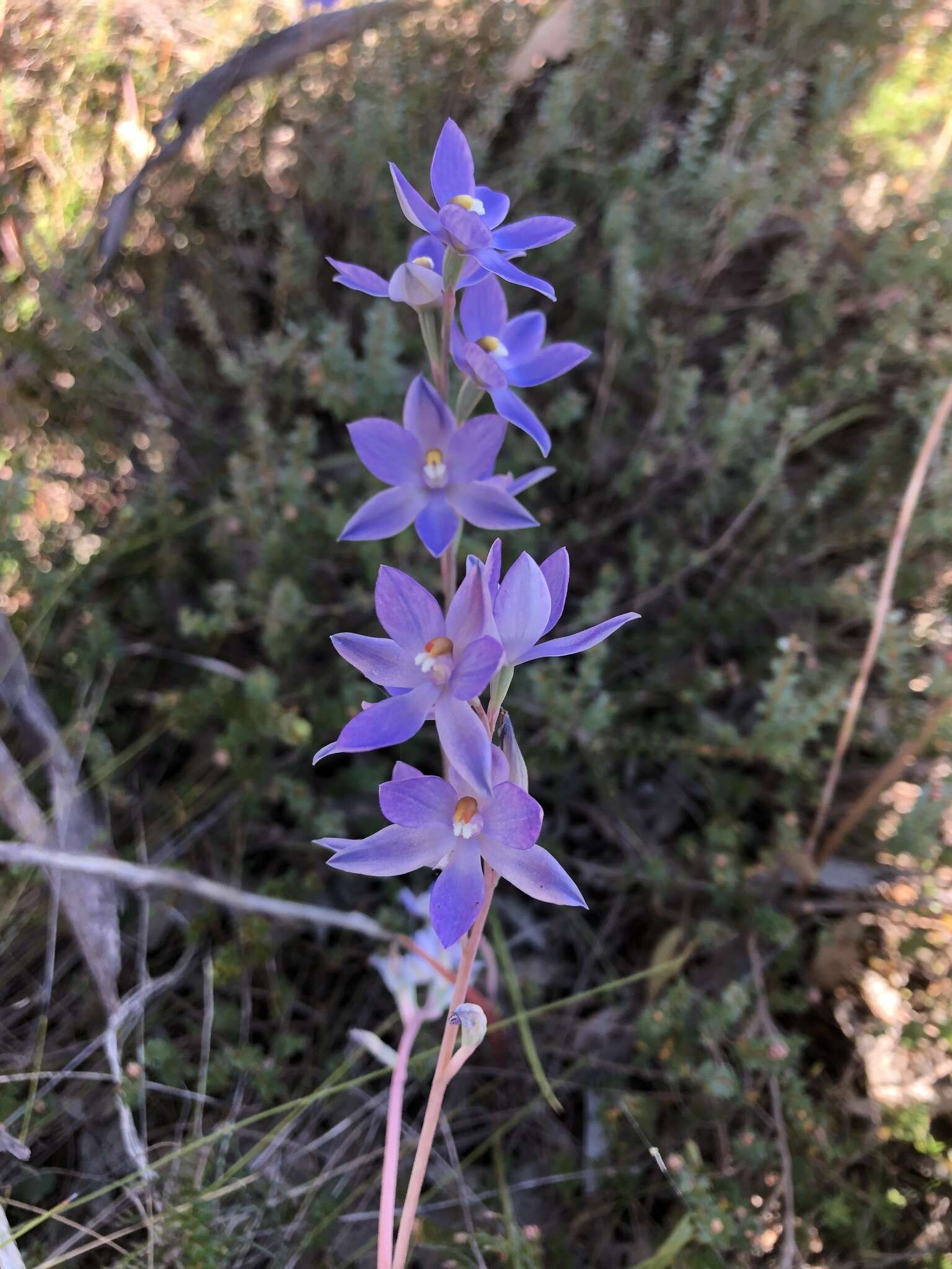 Image of Kath's sun orchid