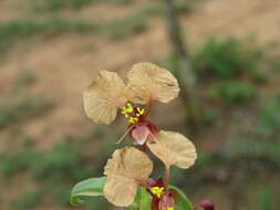 Image of Commelina reptans Brenan