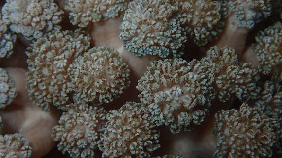 Imagem de Asterospicularia randalli Gawel 1976