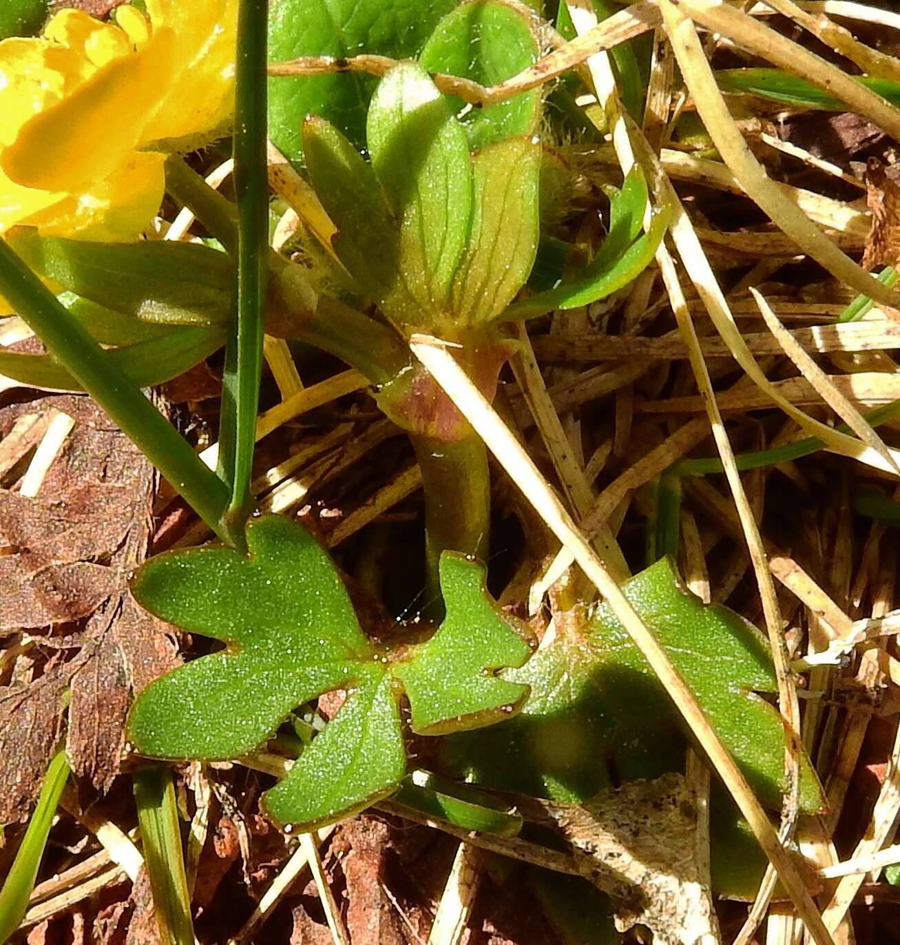 Sivun Ranunculus eschscholtzii Schltdl. kuva