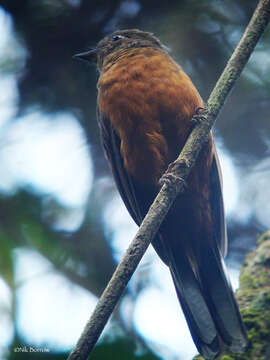 Image of Finsch's Rufous Thrush