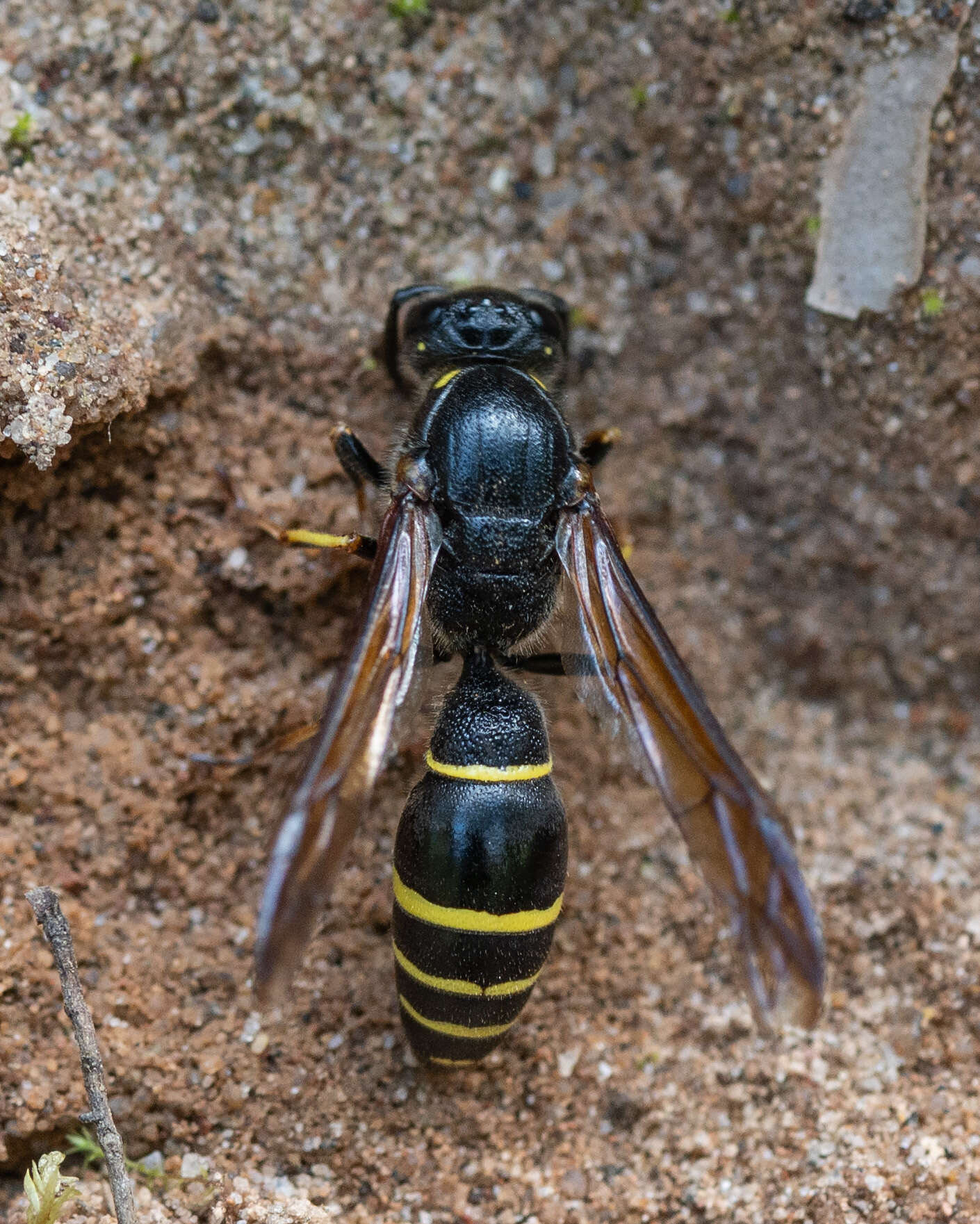 Sivun Symmorphus murarius (Linnaeus 1758) kuva