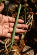 Image of Stachyphrynium spicatum (Roxb.) K. Schum.