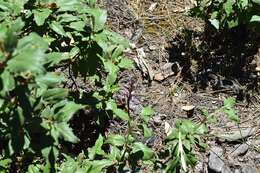 Image of Laurel-leaved Rock-rose