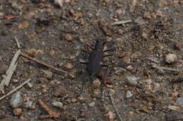 Image de Cicindela (Cicindela) japana Motschulsky 1858