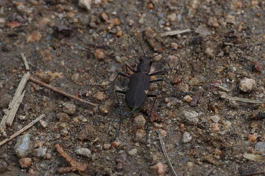 Image of Cicindela (Cicindela) japana Motschulsky 1858