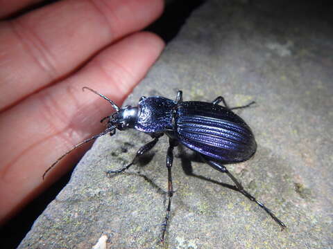 Слика од Carabus (Megodontus) exaratus Quensel ex Schönherr 1806