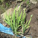 Image of Iris mandshurica Maxim.