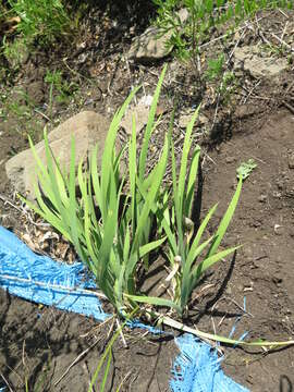 Image of Iris mandshurica Maxim.