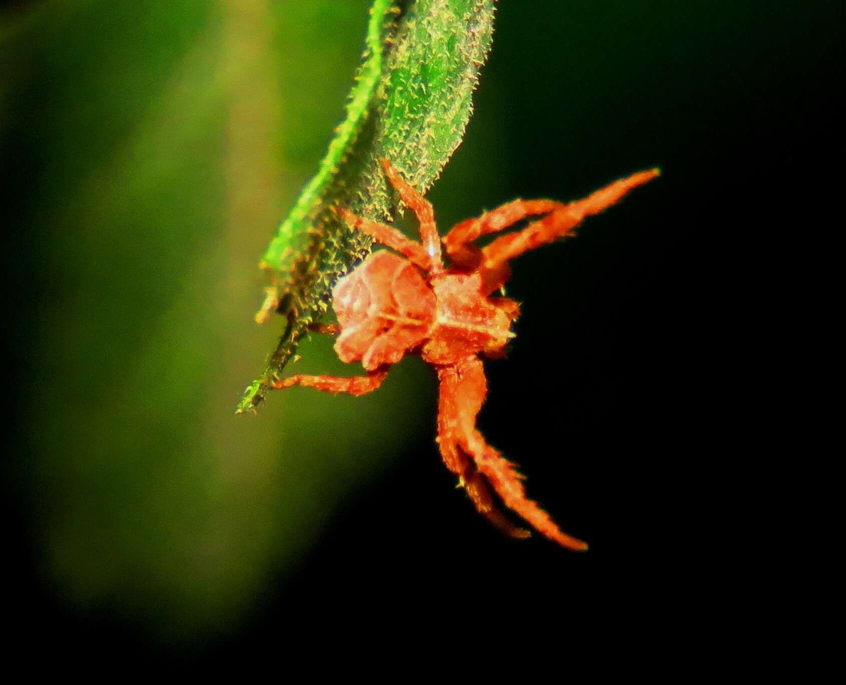 Image of Coenypha ditissima