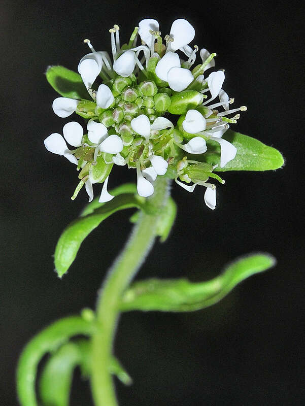 صورة Lepidium hirtum subsp. stylatum (Lag. & Rodr.) Thell.