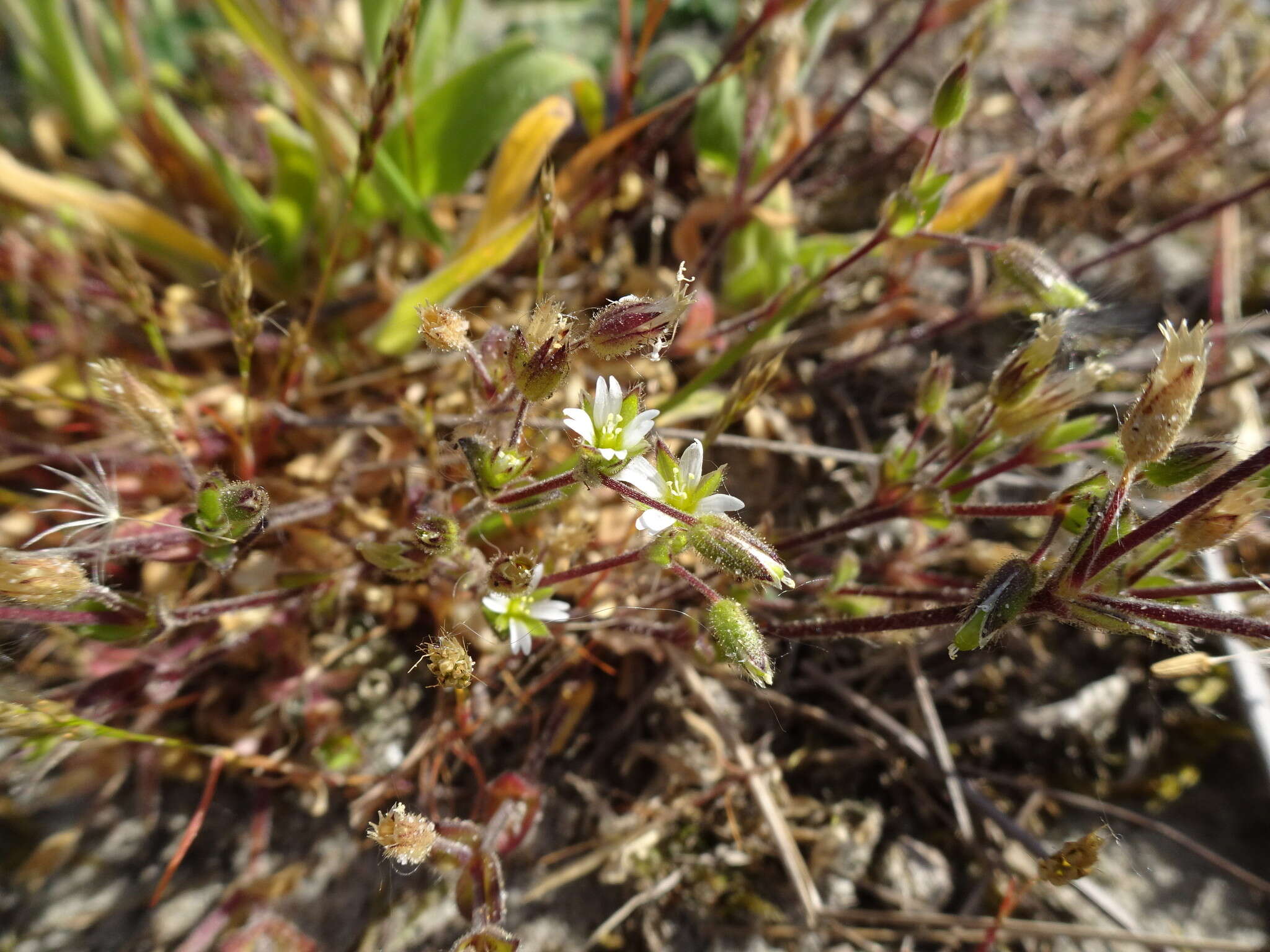 Image of fourstamen chickweed