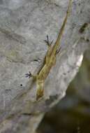 Image of Bueycito Anole