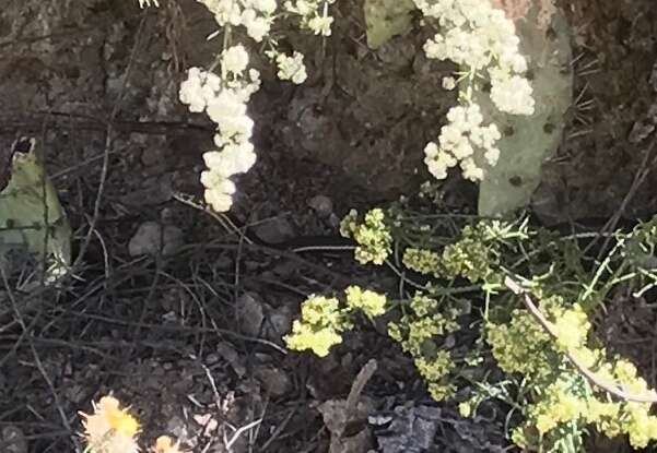 Image of California whipsnake