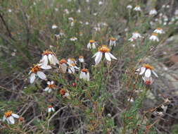 Image of Phymaspermum parvifolium (DC.) Benth. & Hook. fil.