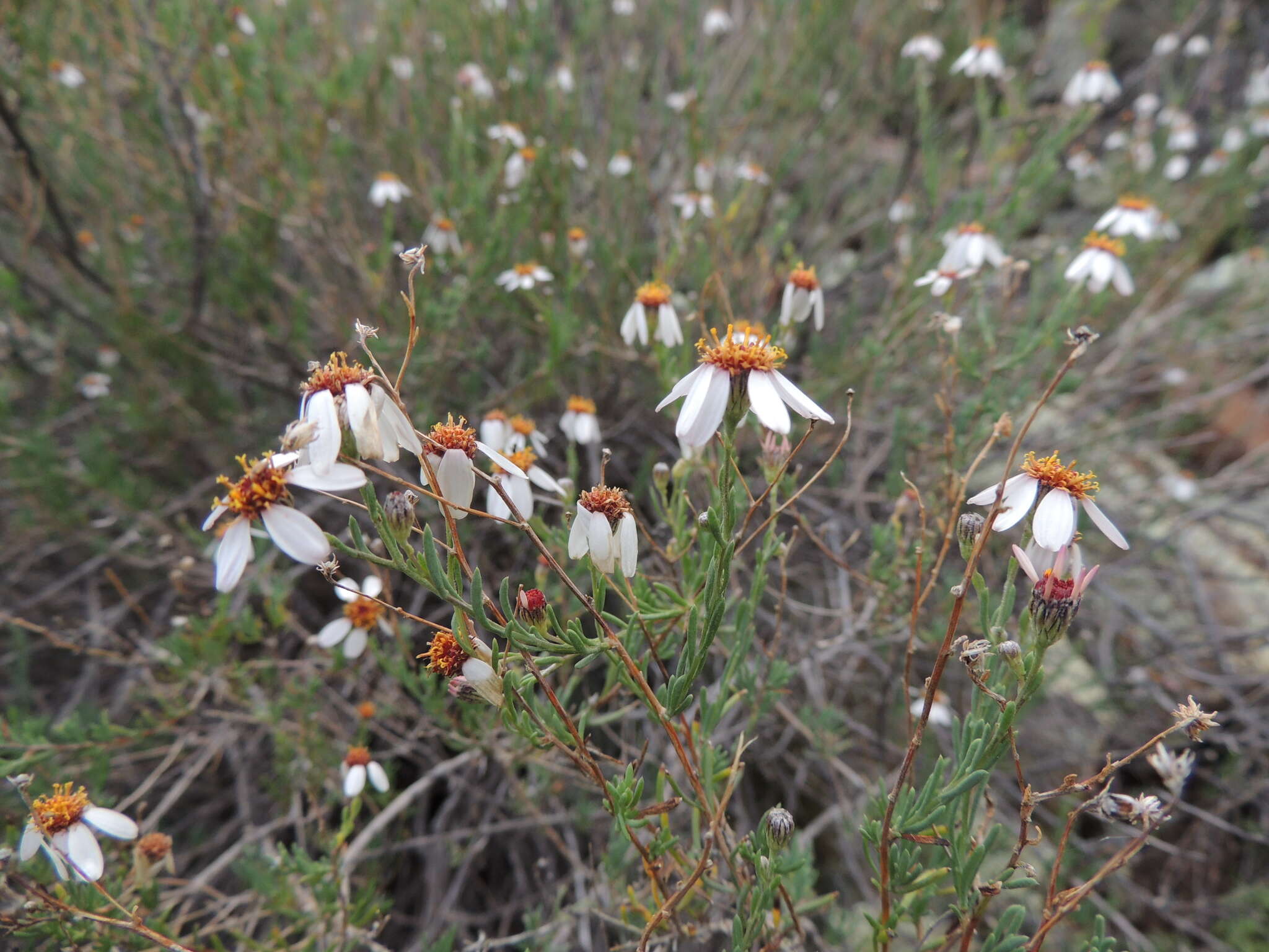 Image of Phymaspermum parvifolium (DC.) Benth. & Hook. fil.