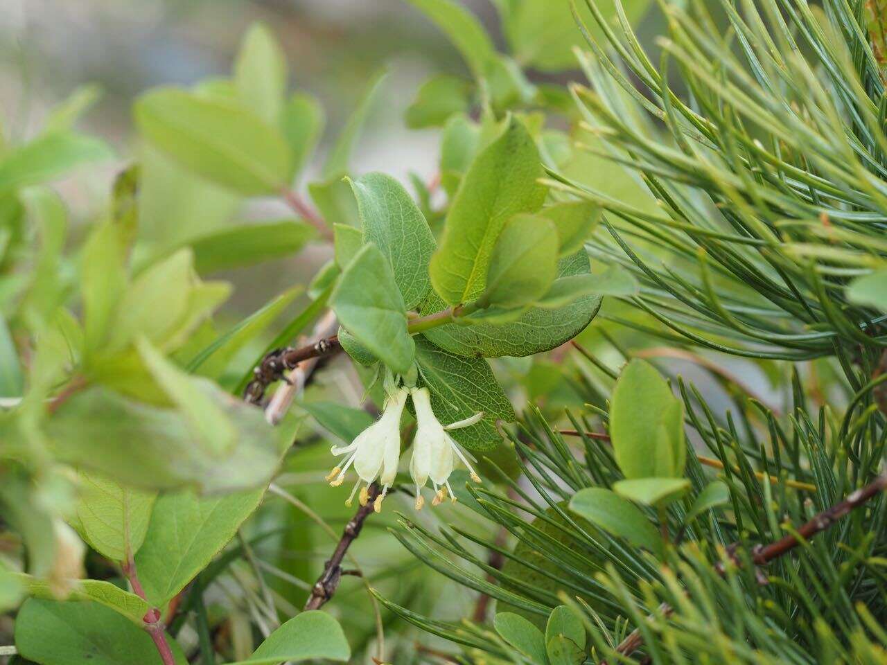 Imagem de Lonicera caerulea subsp. edulis (Turcz. ex Herder) Hultén