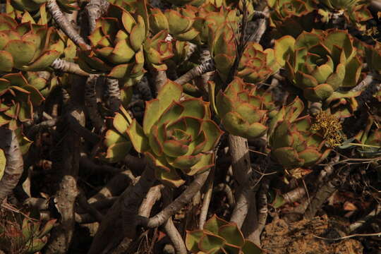 Image of Aeonium lancerottense (Praeger) Praeger