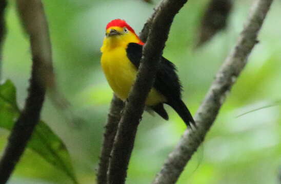 Image of Wire-tailed Manakin