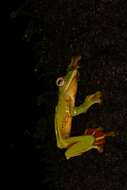 Image of Malabar Gliding Frog