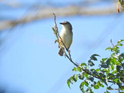 Image of Tawny-flanked Prinia