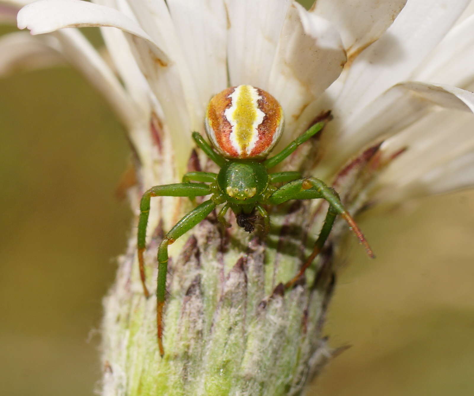 Image of Australomisidia rosea (L. Koch 1875)