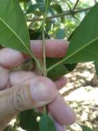 Image de Chionanthus ramiflorus Roxb.