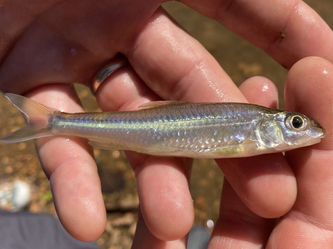 Macrhybopsis storeriana (Kirtland 1845)的圖片