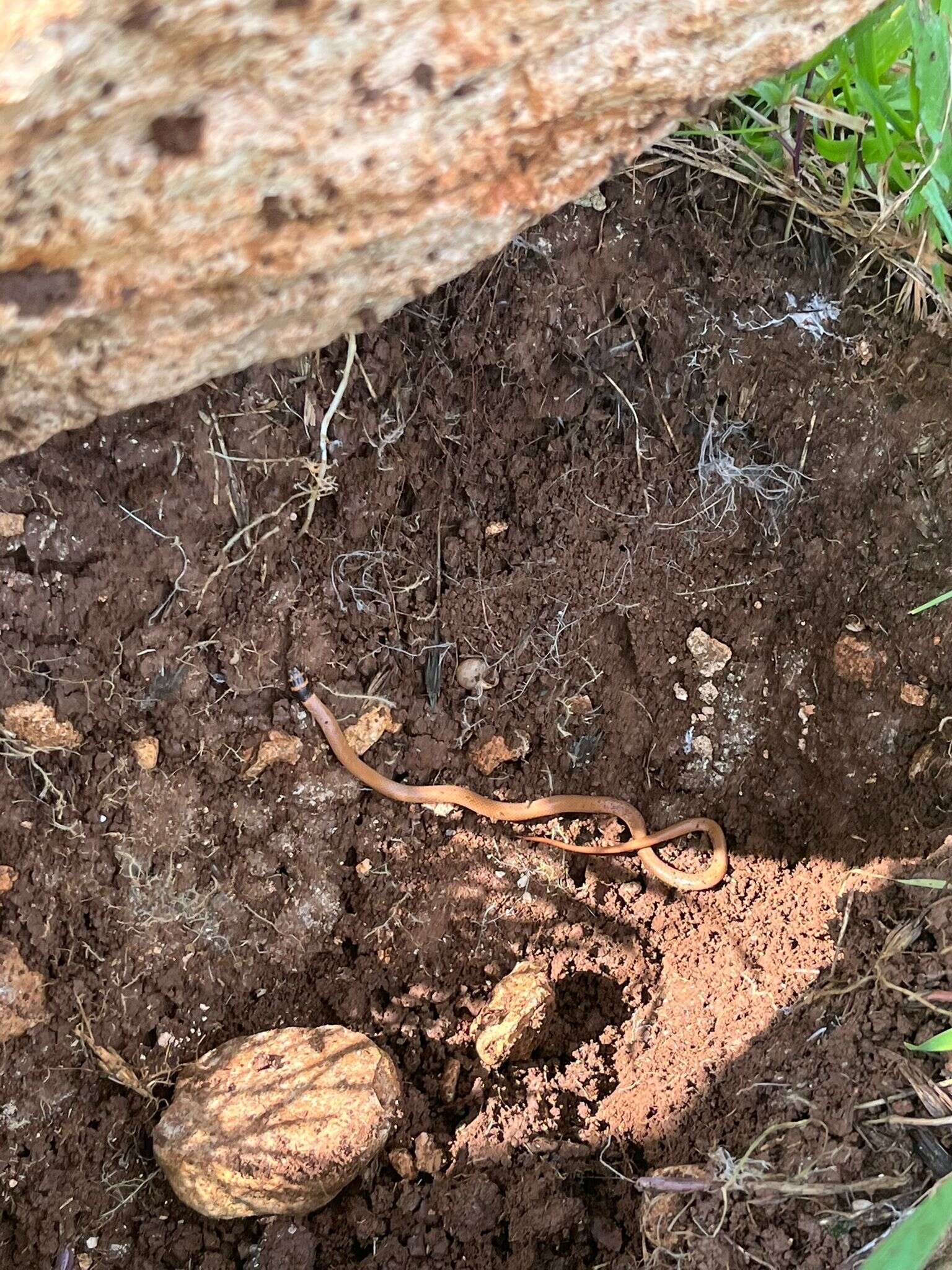 Image of Roth's Dwarf Snake