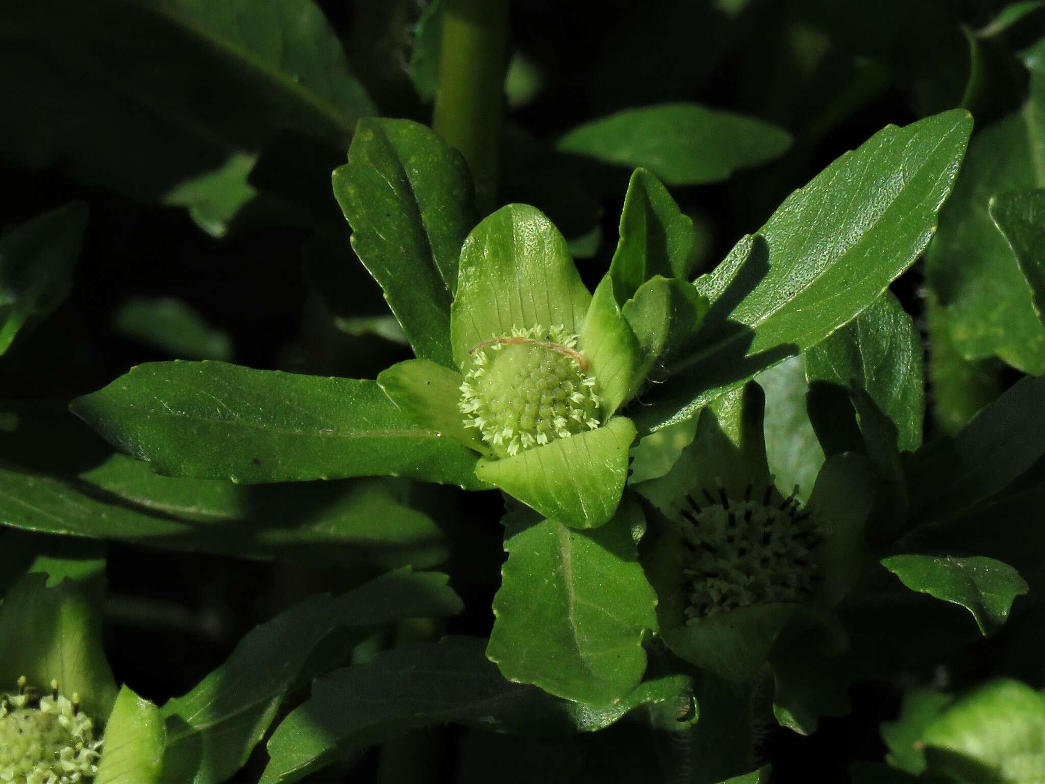 Image of swampwort