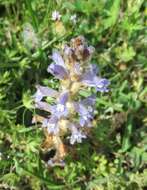 Image of Phelipanche mutelii (F. W. Schultz) Pomel