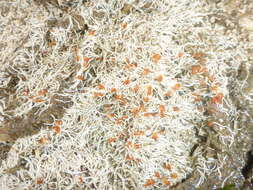 Sivun Salmacina tribranchiata (Moore 1923) kuva