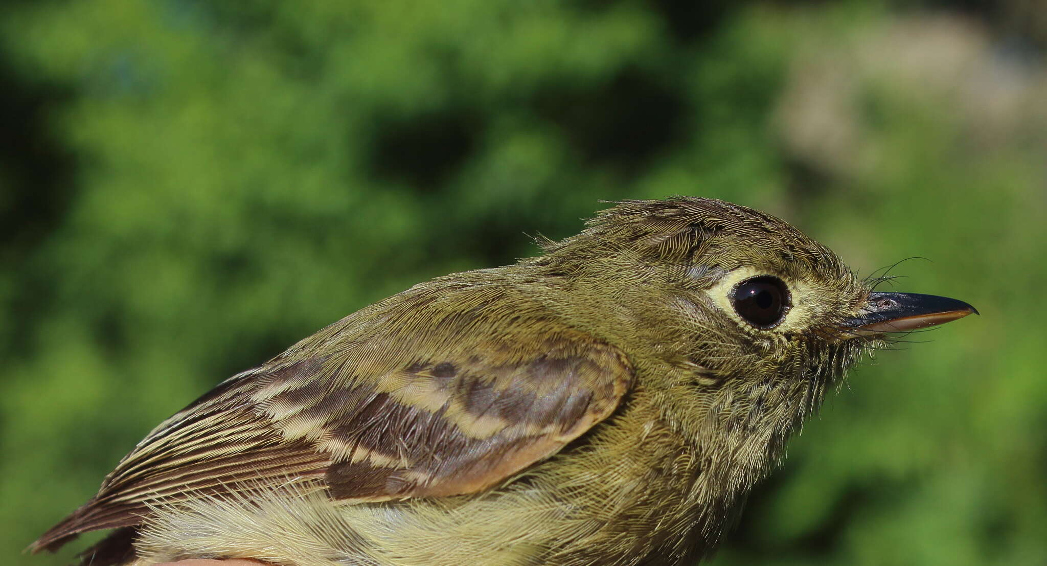 Empidonax occidentalis Nelson 1897的圖片