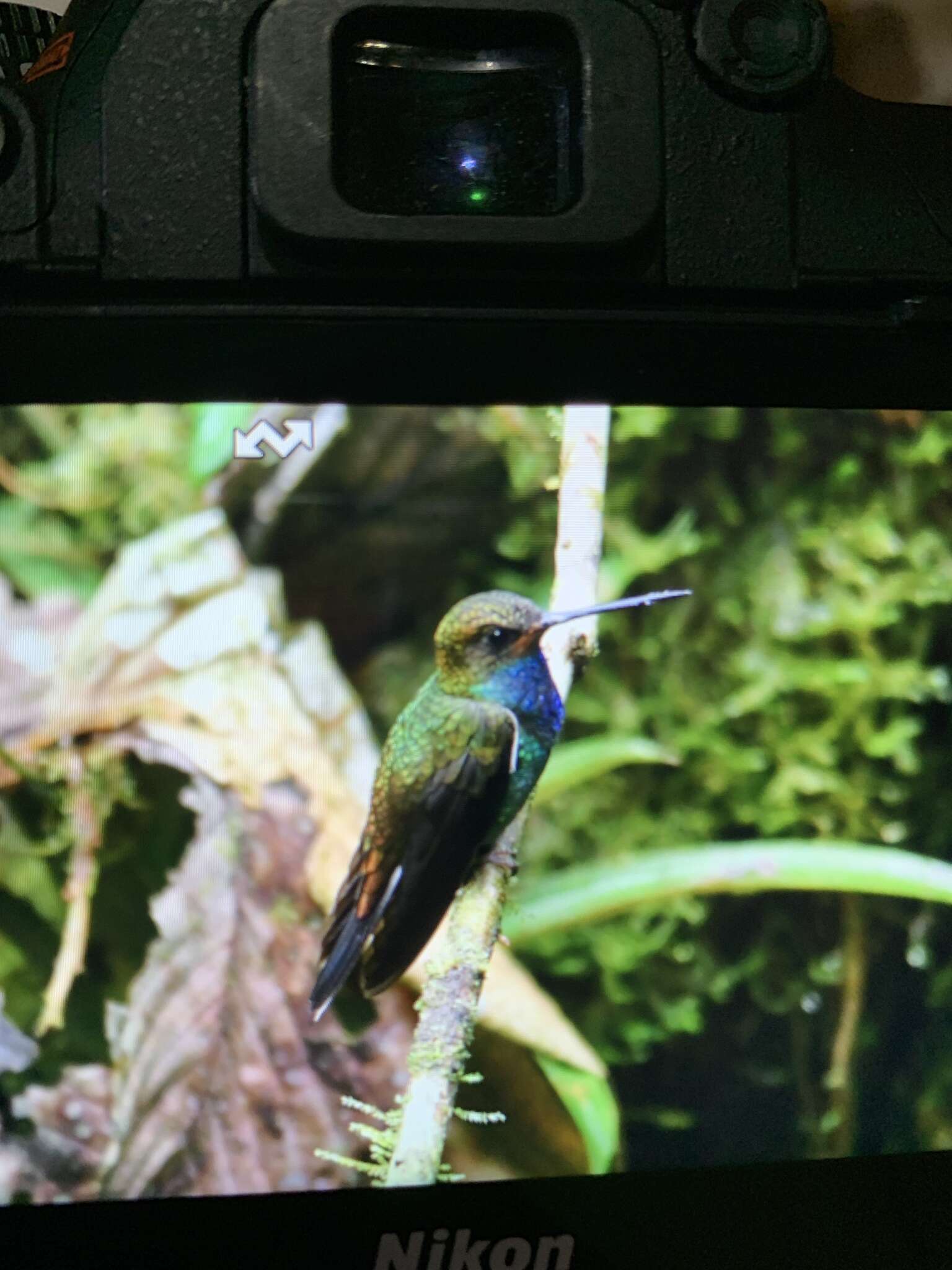 Image of Rufous-gaped Hillstar