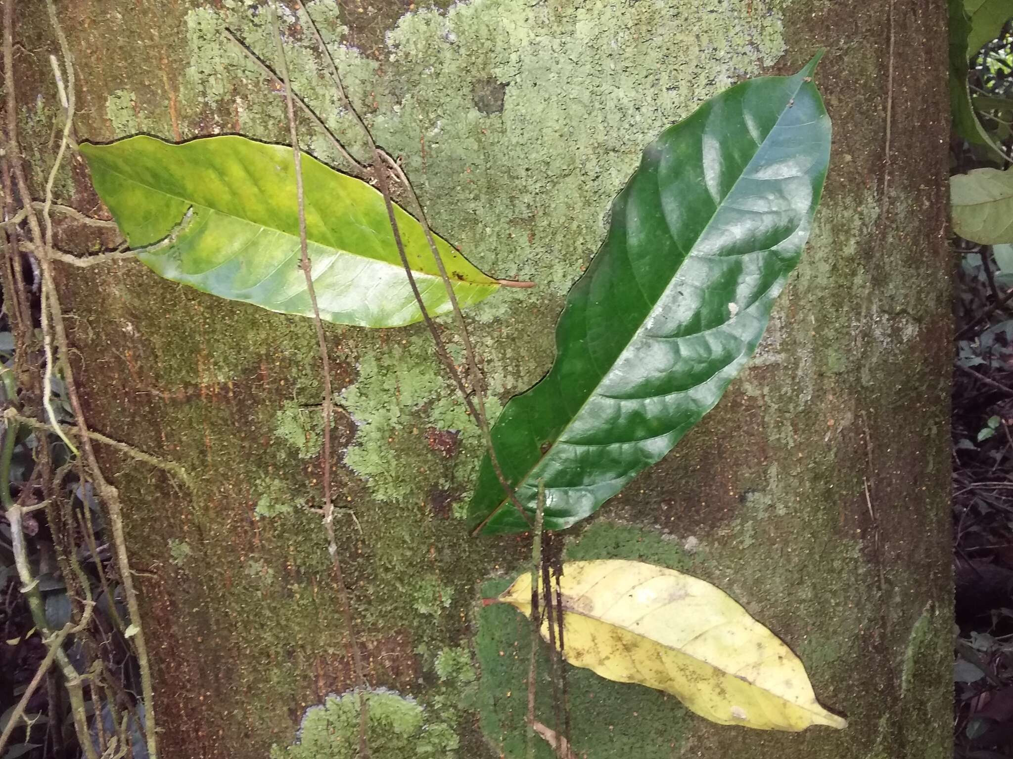 Image de Clarisia biflora Ruiz & Pav.