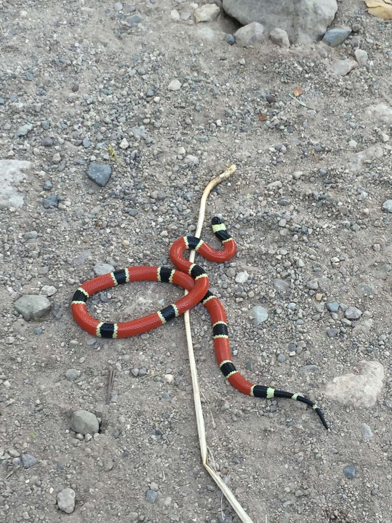 Image of West Mexican Coral Snake