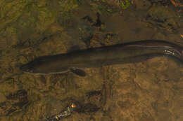 Image of Longfin eel