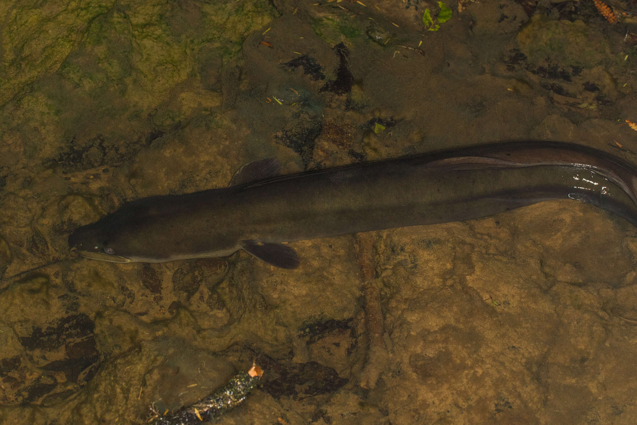 Image of Longfin eel