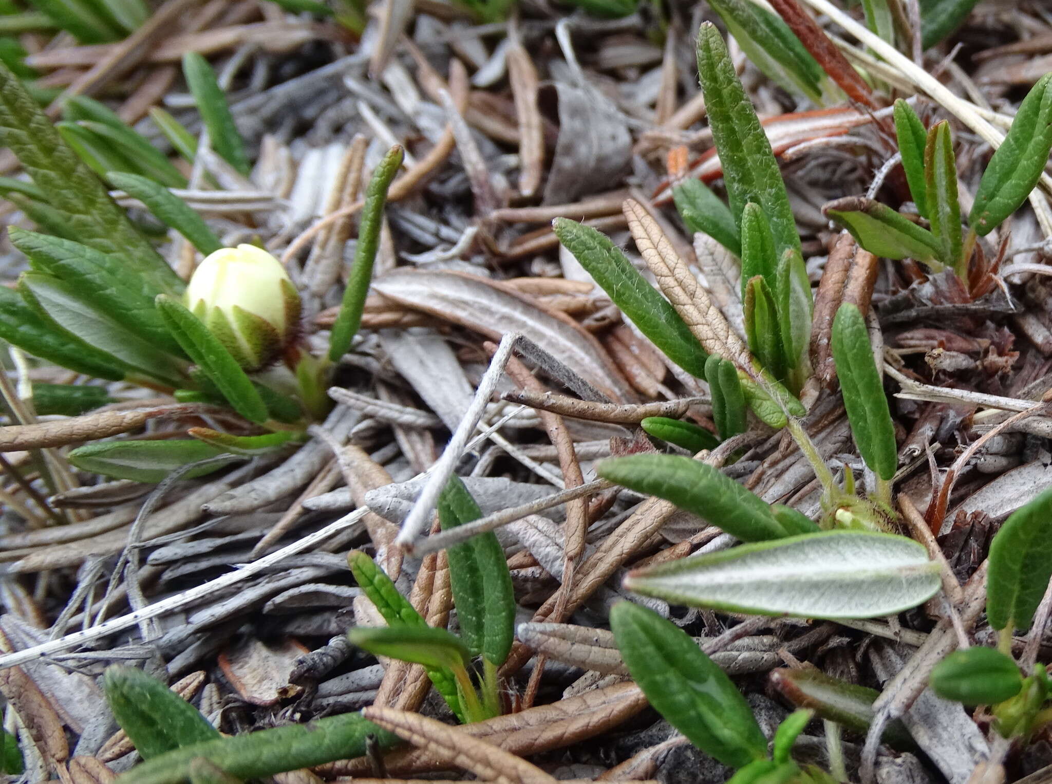 Image of entireleaf mountain-avens