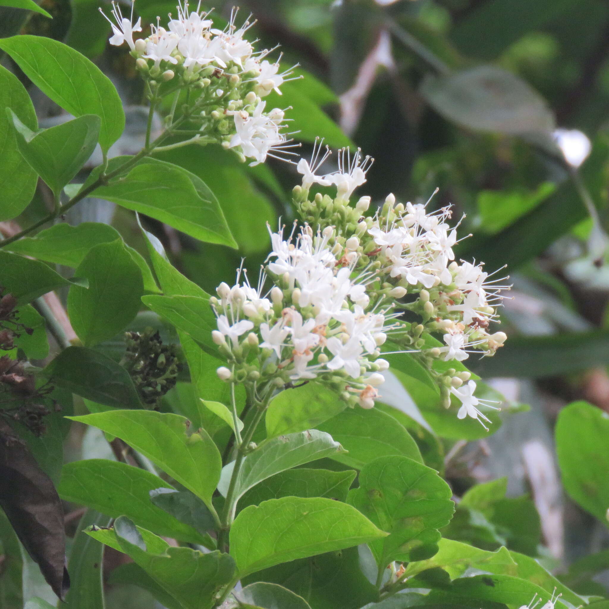 Image de Glossocarya hemiderma (F. Muell. ex Benth.) Benth. ex B. D. Jacks.