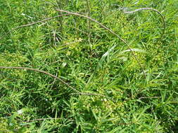 Image of Marsh Spurge