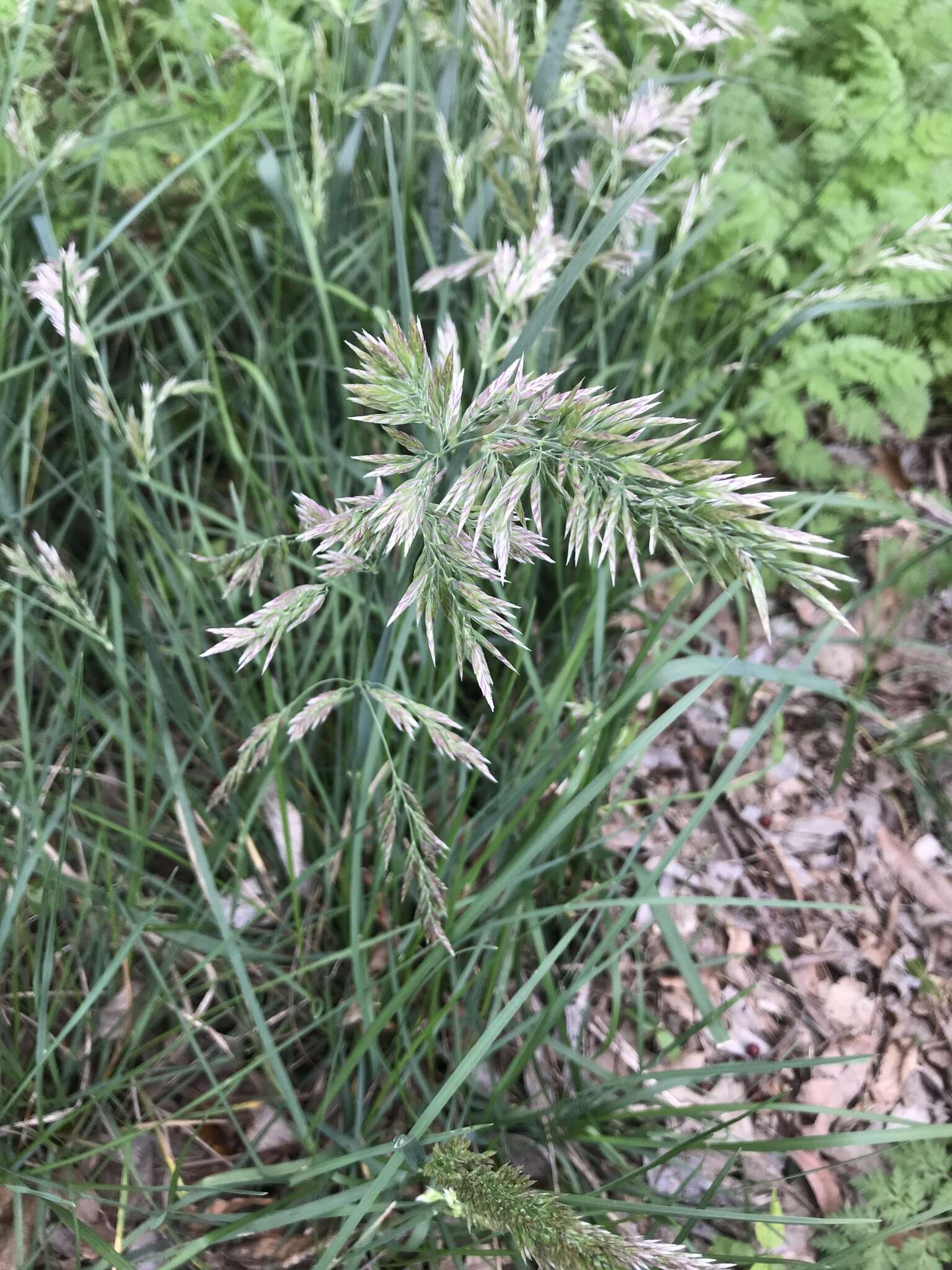 Imagem de Poa arachnifera Torr.