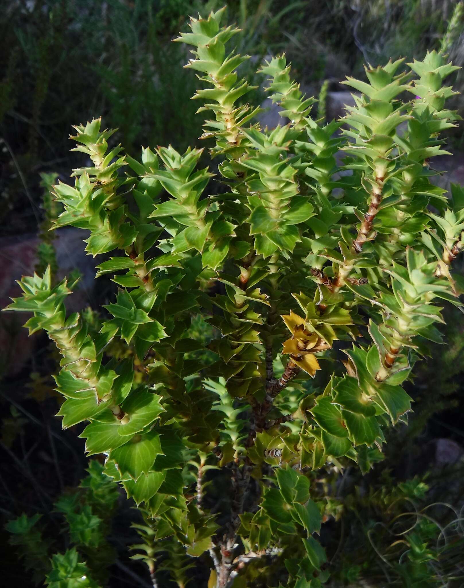 Plancia ëd <i>Cliffortia <i>ilicifolia</i></i> var. ilicifolia